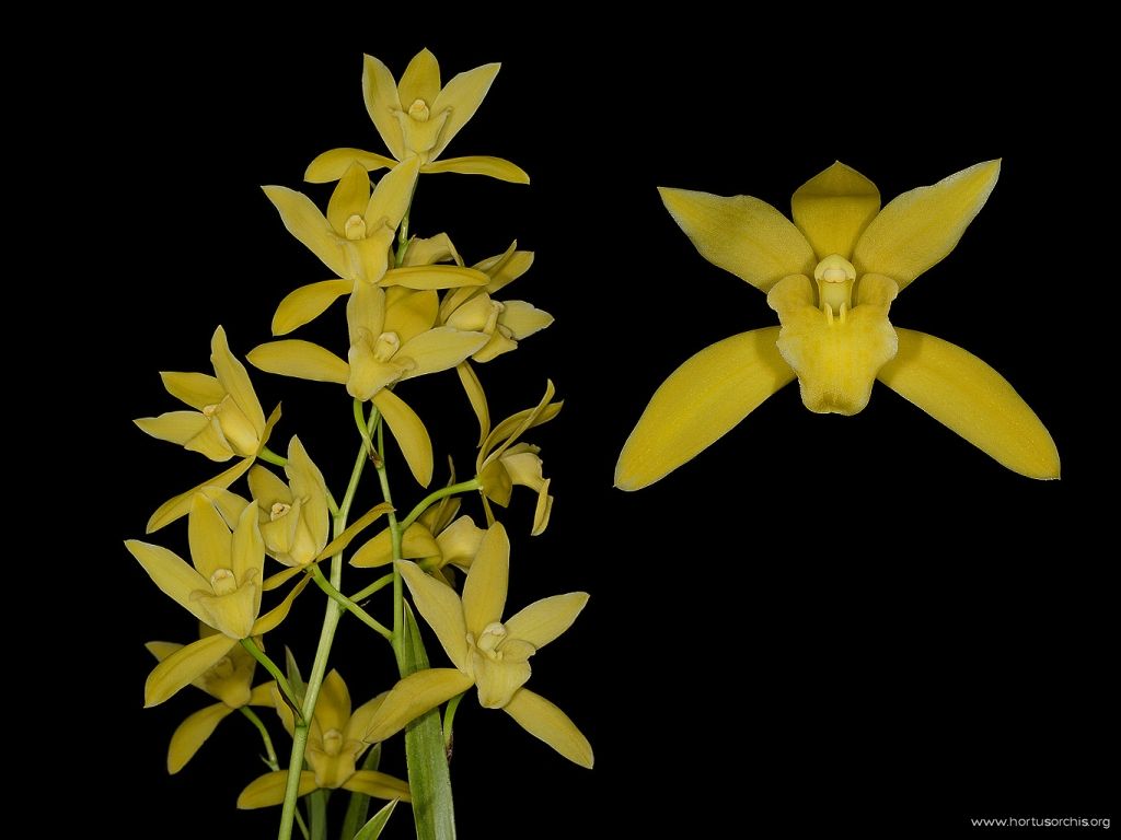 Cymbidium Golden Elf