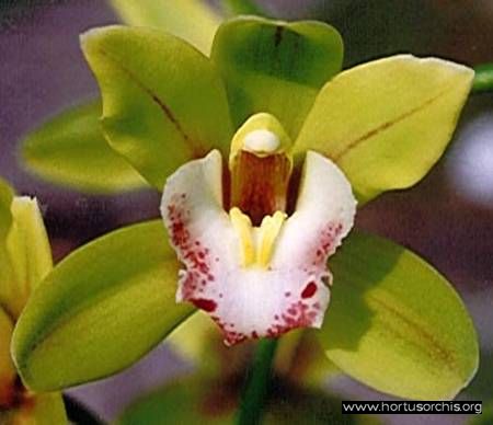 Cymbidium Peter Pan.jpg - 21.33 Kb