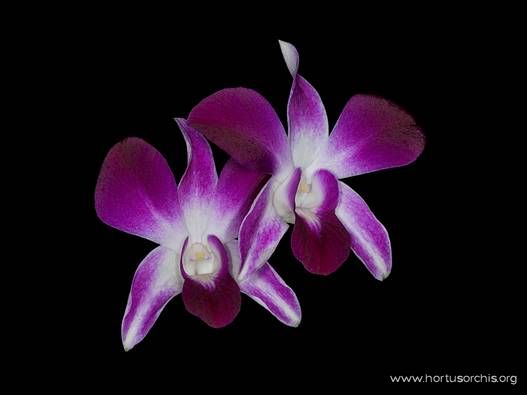 Dendrobium Tha Prom