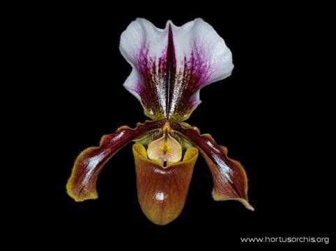 Paphiopedilum Quadrion 2