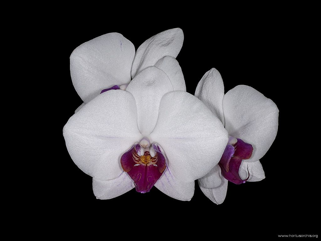 Phalaenopsis P12