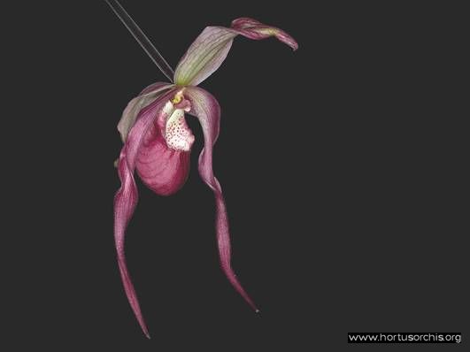 Phragmipedium Sedenii