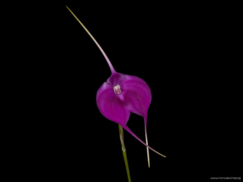 Masdevallia Cuzco