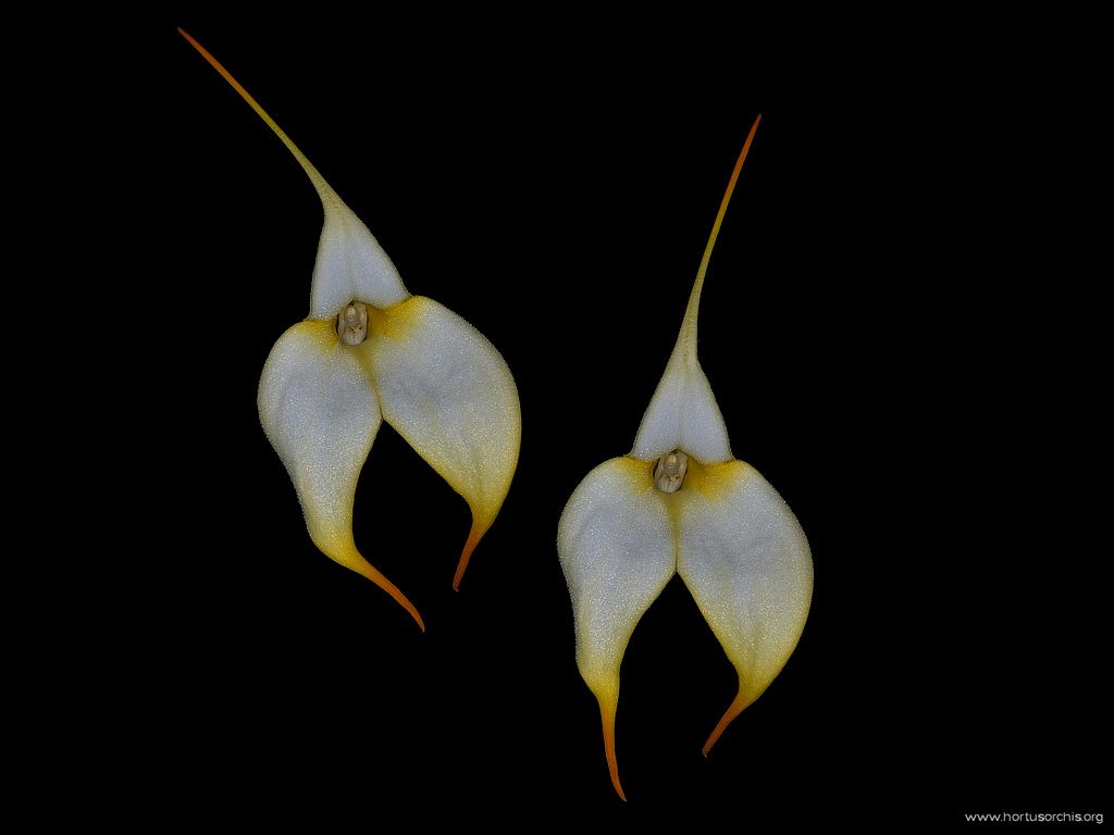 Masdevallia Mary Stahl