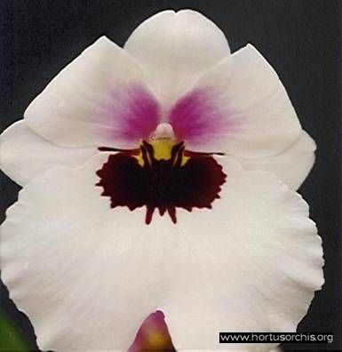 Miltoniopsis Lorene