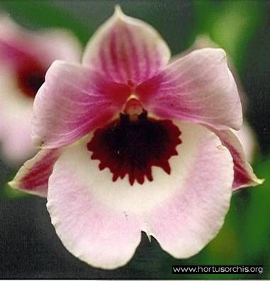 b_0_0_0_10_images_stories_foto-specie-ibride_Miltoniopsis_Raphael.jpg