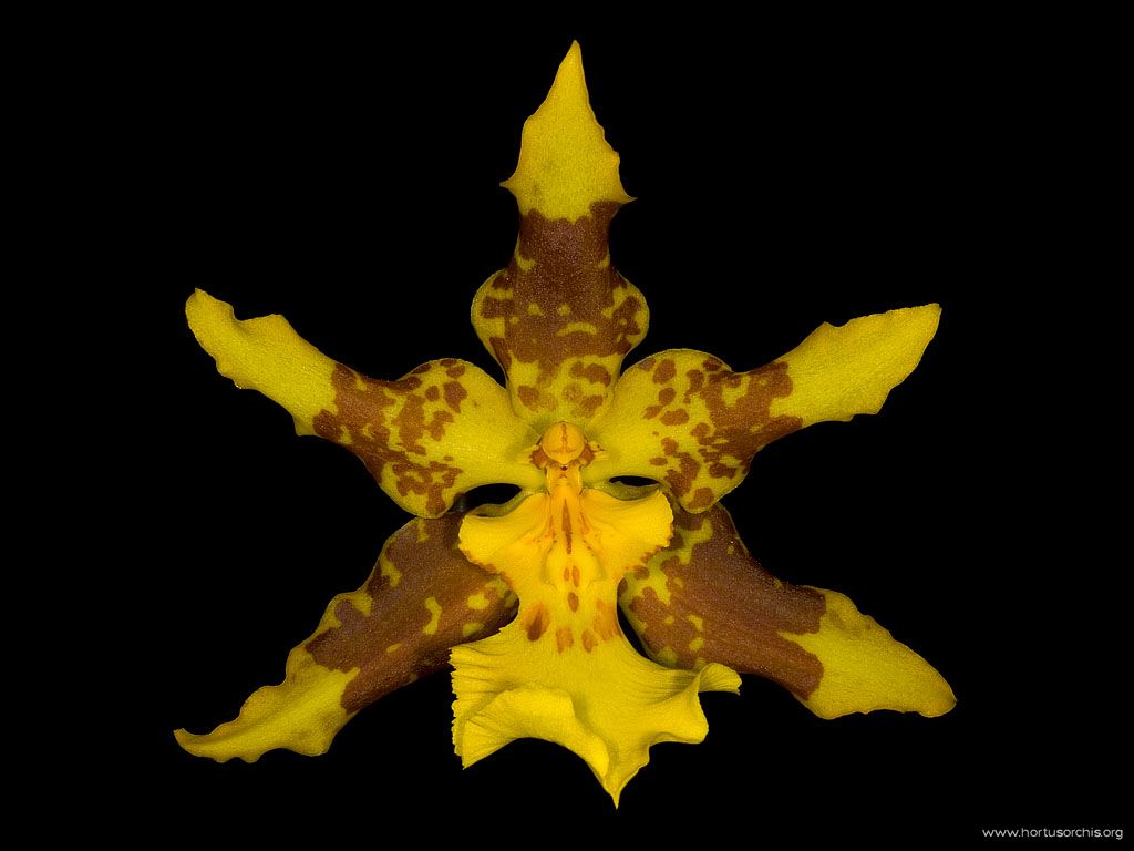 Odontocidium Mamburen