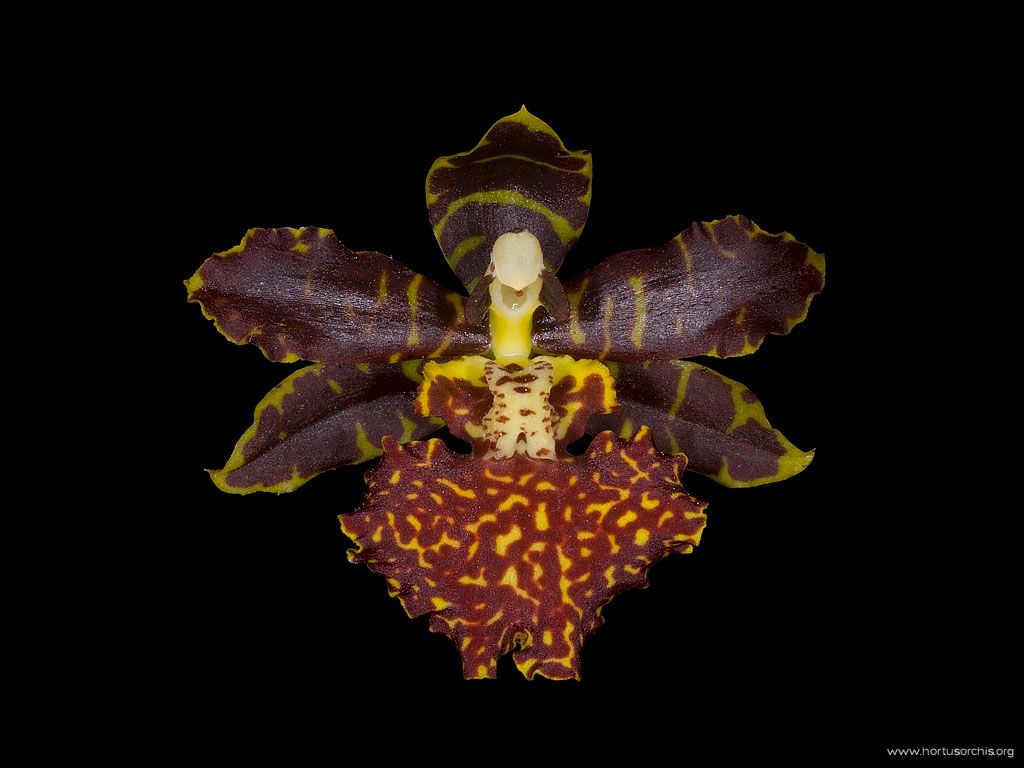 Odontocidium Sarcodes