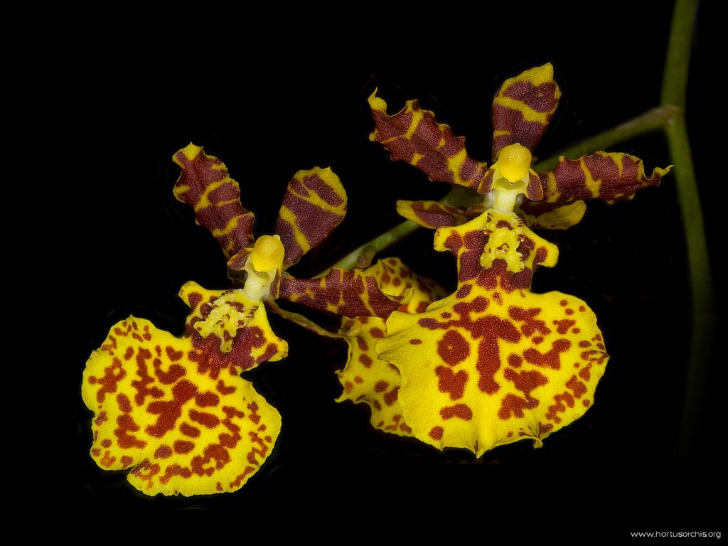 Odontocidium Susan Kaufman Butterfly