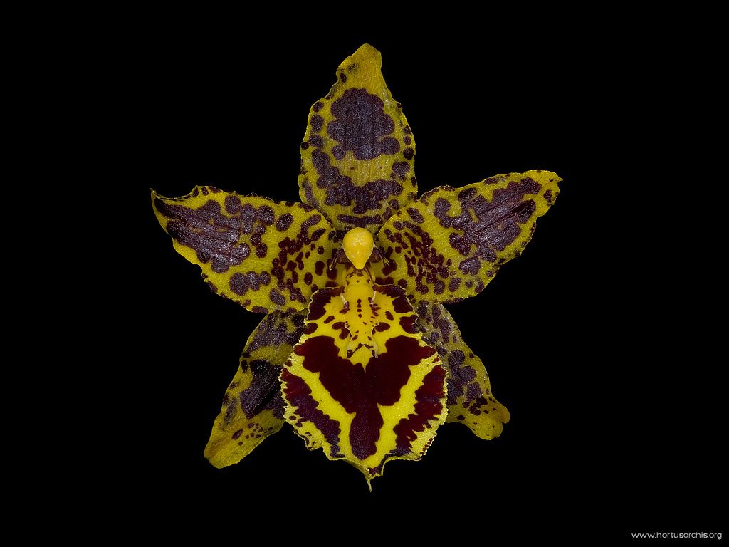 Odontoglossum Gera