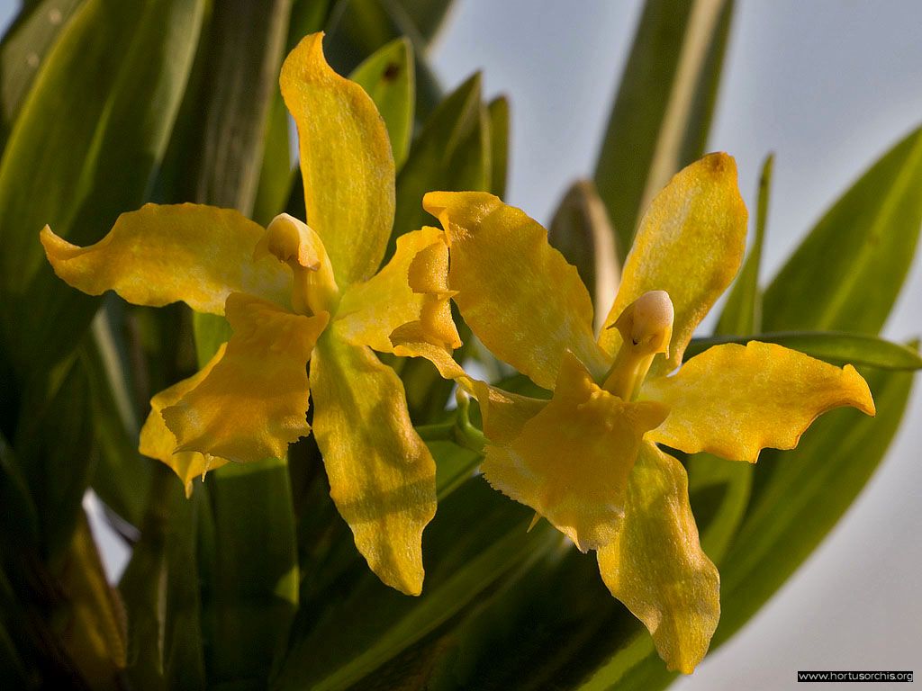 Odontoglossum Geyster gold