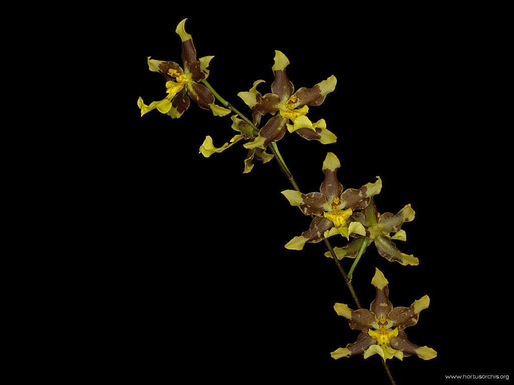 Odontoglossum Tiger Mamburen