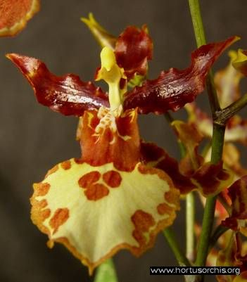 b_0_0_0_10_images_stories_foto-specie-ibride_Oncidium_Canaima.jpg