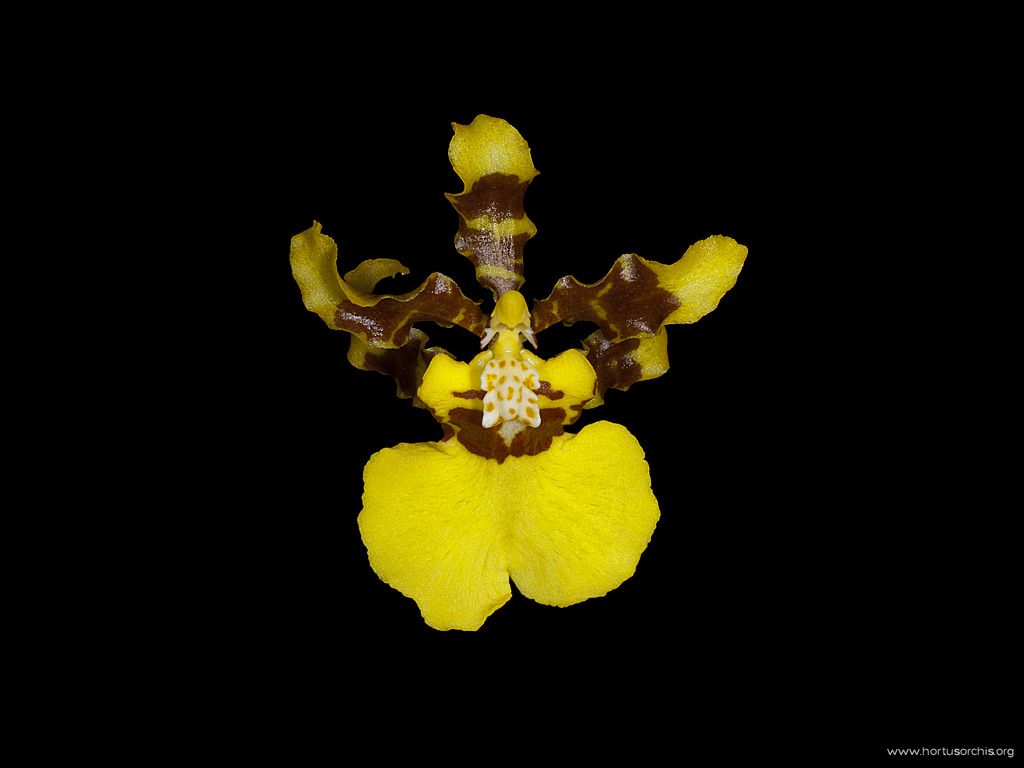 Oncidium Gowen Ramsey 2