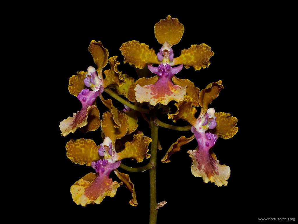 Oncidium Josephine