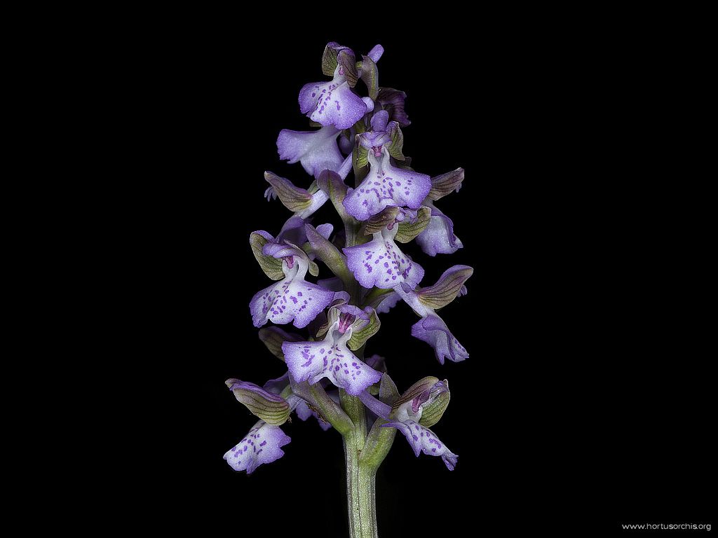 Orchis ibrido