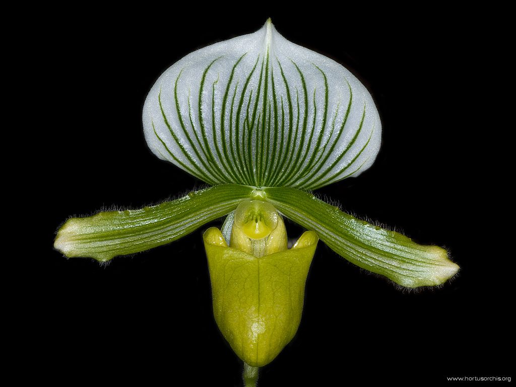 Paphiopedilum Maudiae