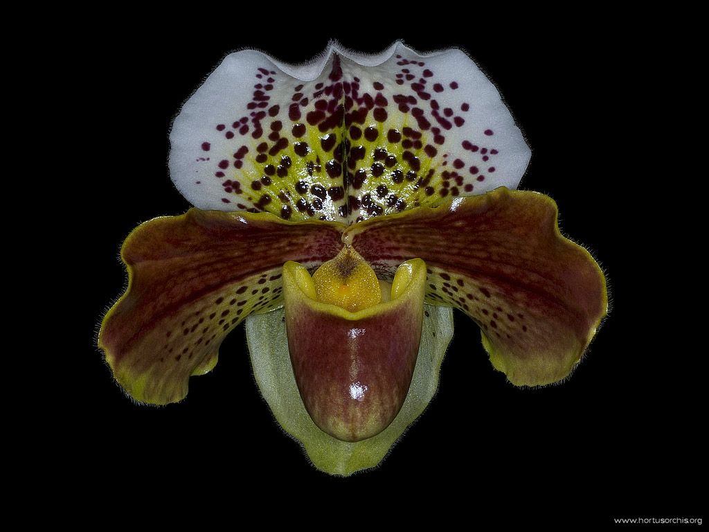 Paphiopedilum Penn Valley