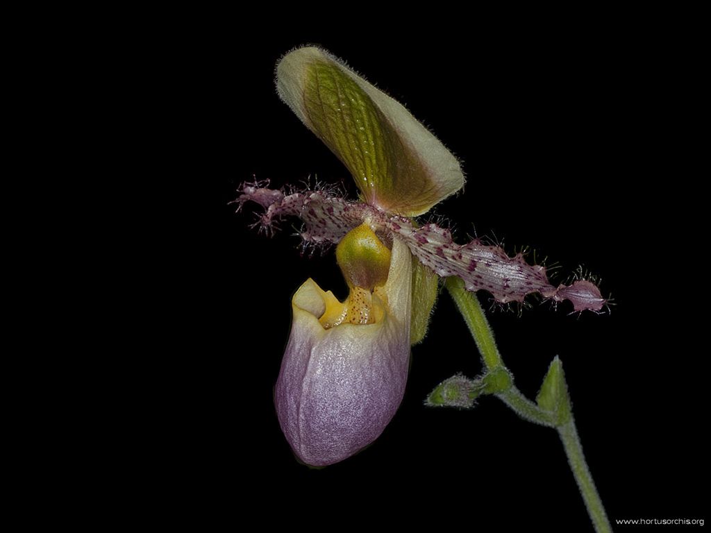 Paphiopedilum Pinocchio