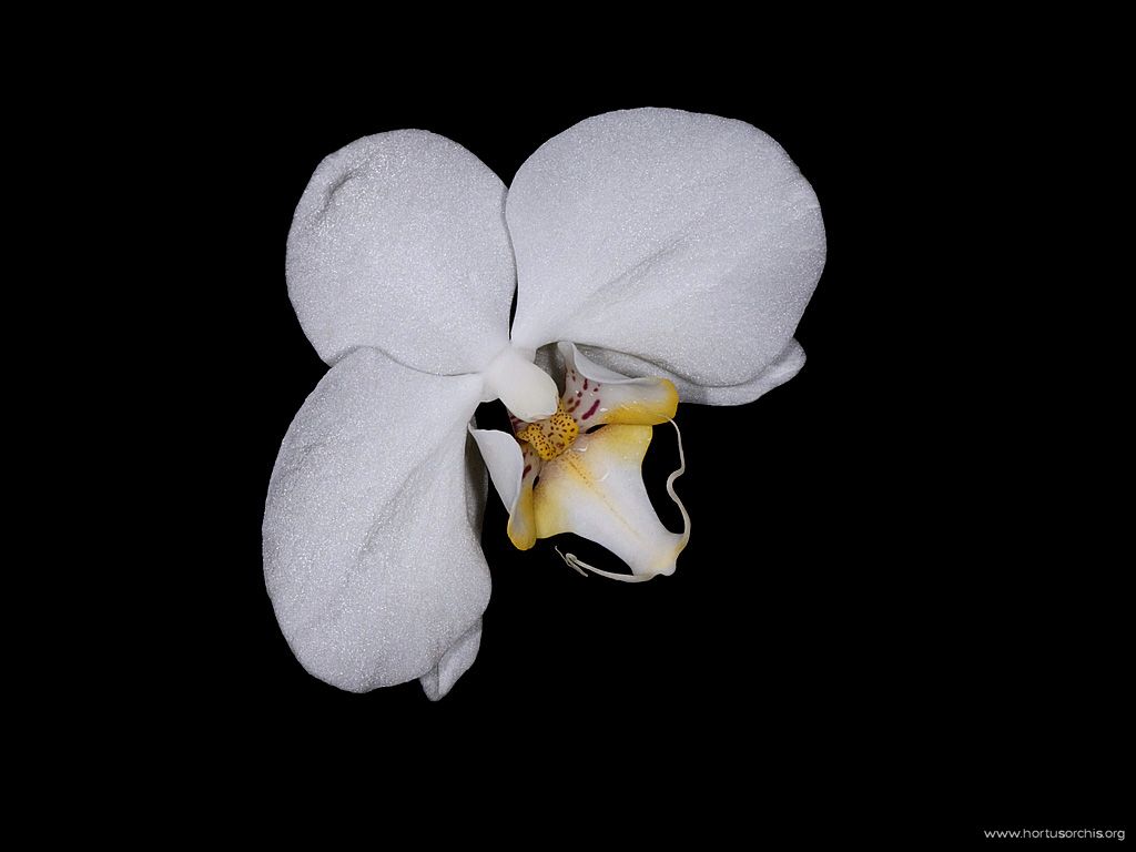Phalaenopsis Antartic