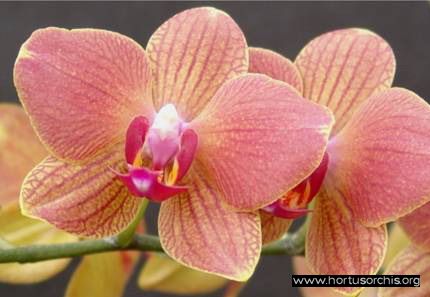 b_0_0_0_10_images_stories_foto-specie-ibride_Phalaenopsis_Brother.jpg