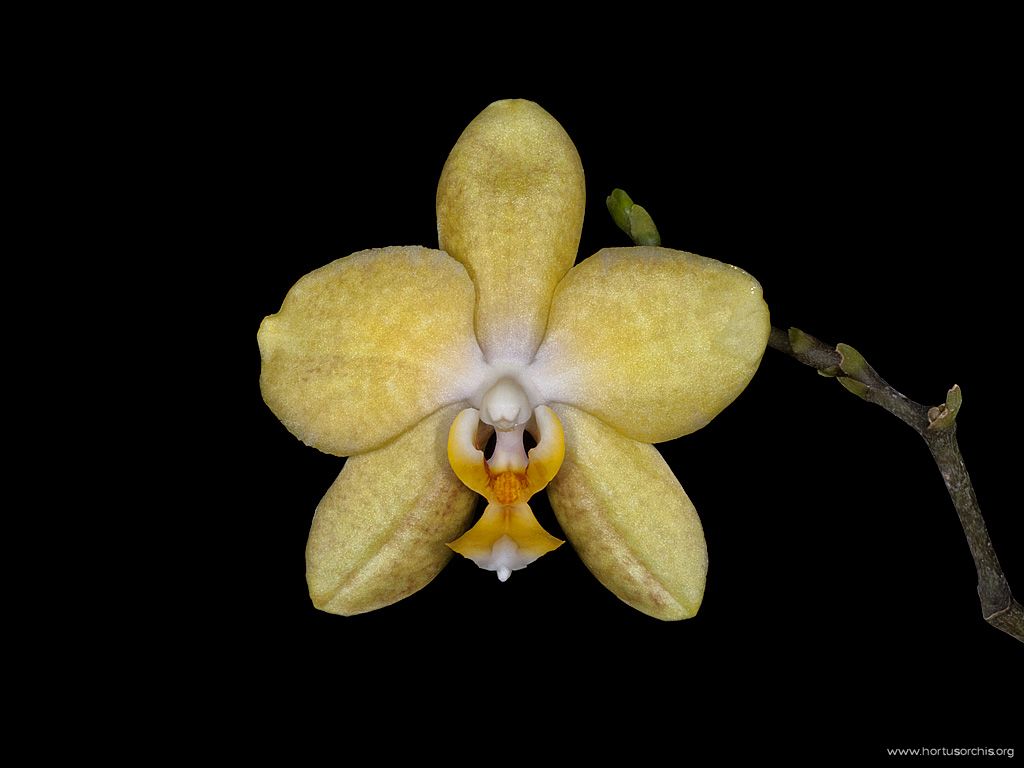 Phalaenopsis Golden Emperor