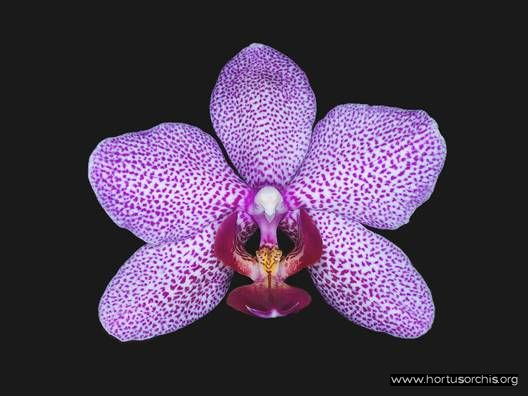 Phalaenopsis Mary Krull