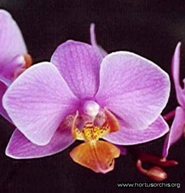 b_0_0_0_10_images_stories_foto-specie-ibride_Phalaenopsis_Oostport.jpg