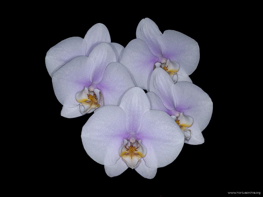 Phalaenopsis P10