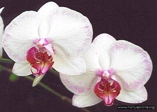 b_0_0_0_10_images_stories_foto-specie-ibride_Phalaenopsis_Powder_Puff.jpg