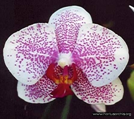 b_0_0_0_10_images_stories_foto-specie-ibride_Phalaenopsis_Winter_Carnival.jpg