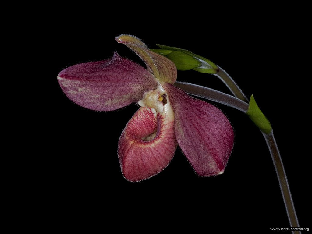 Phragmipedium Dom Wimber