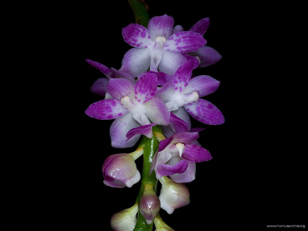 Rhynchostylis Chorchalood