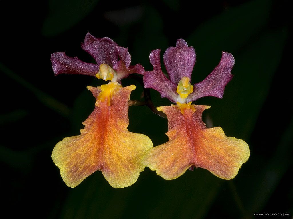 Rodocidium Thaiti