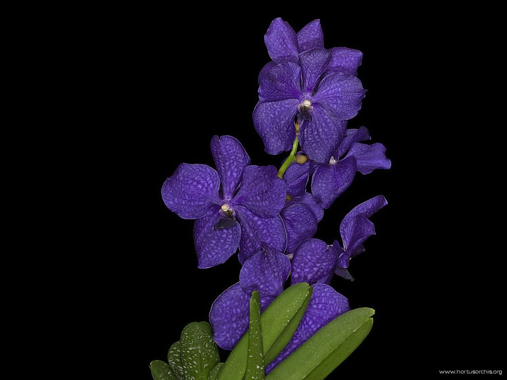 Vanda Argon