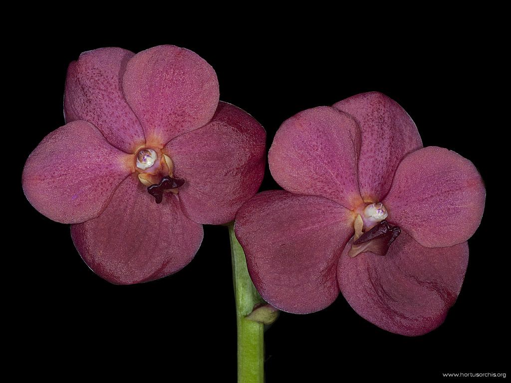 Vanda Baramee