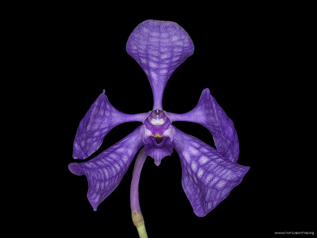 Vanda Dolly