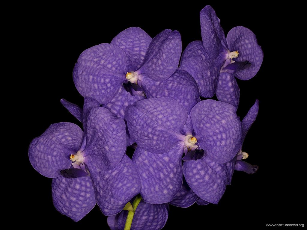 Vanda Florence Tham