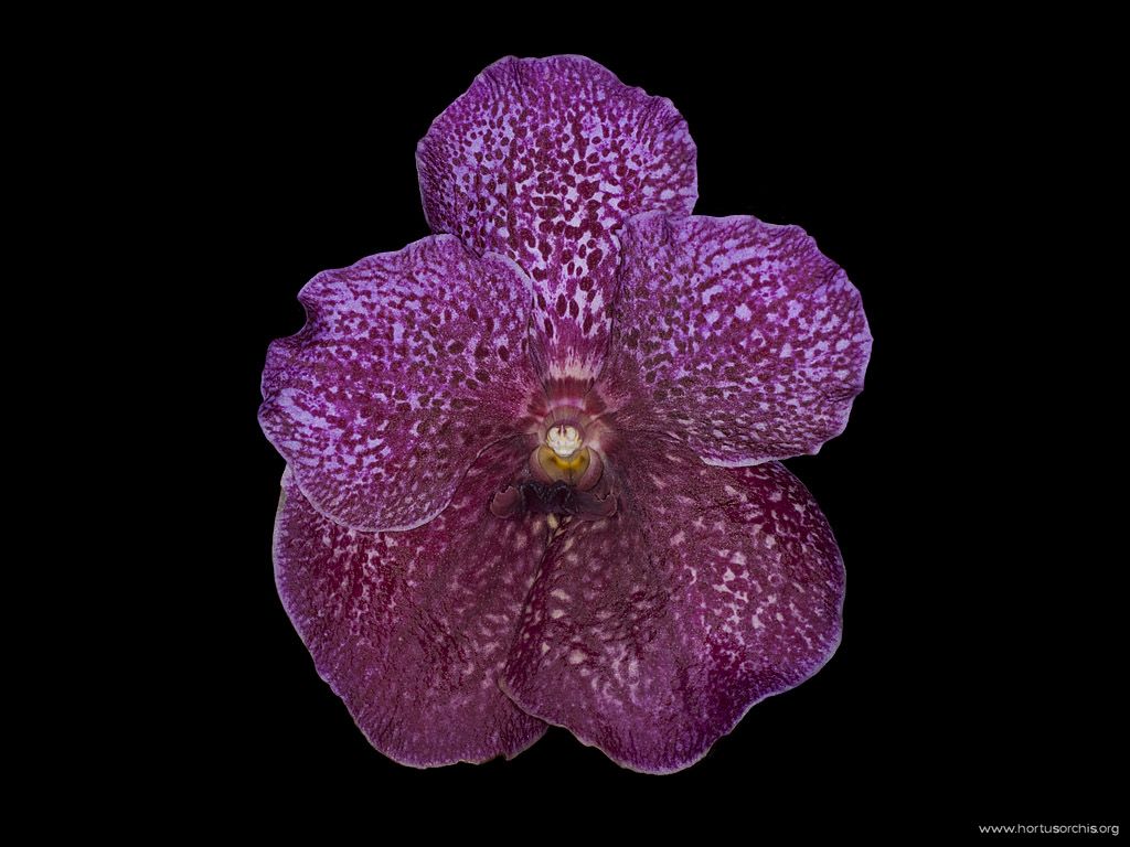 Vanda Gordon Dillon