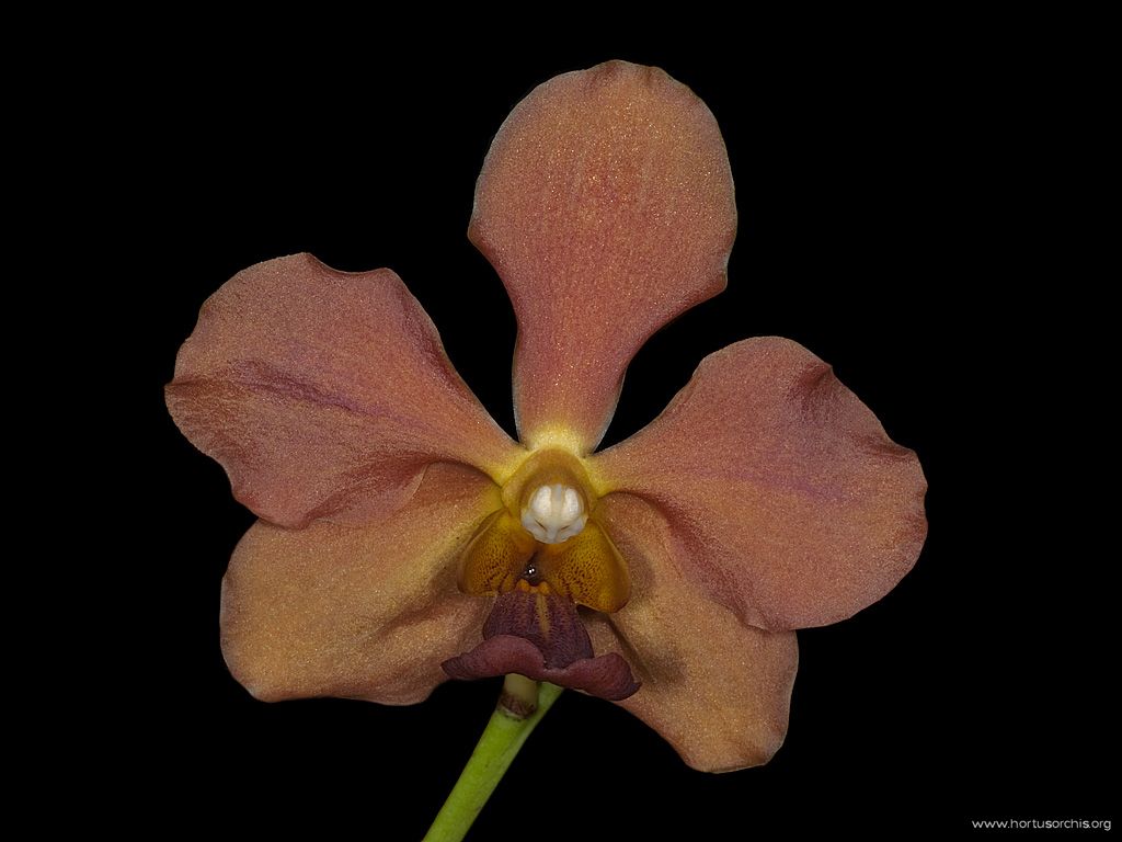 Vanda Josephine van Brero