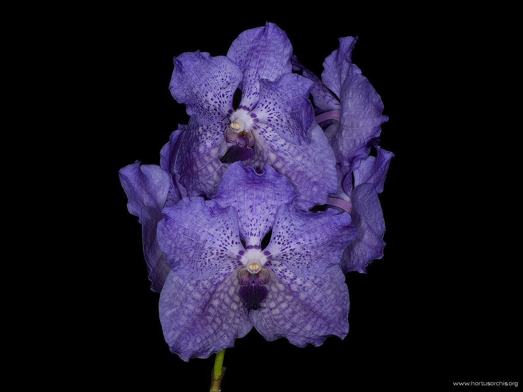 Vanda Kira