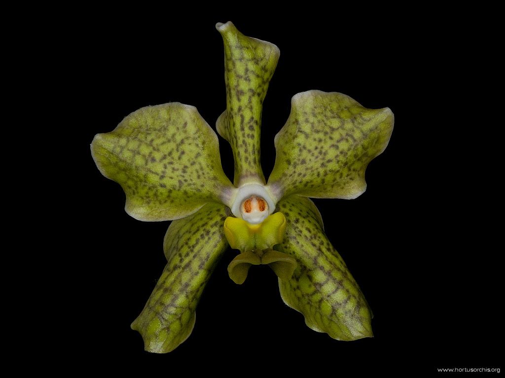 Vanda Padenghe