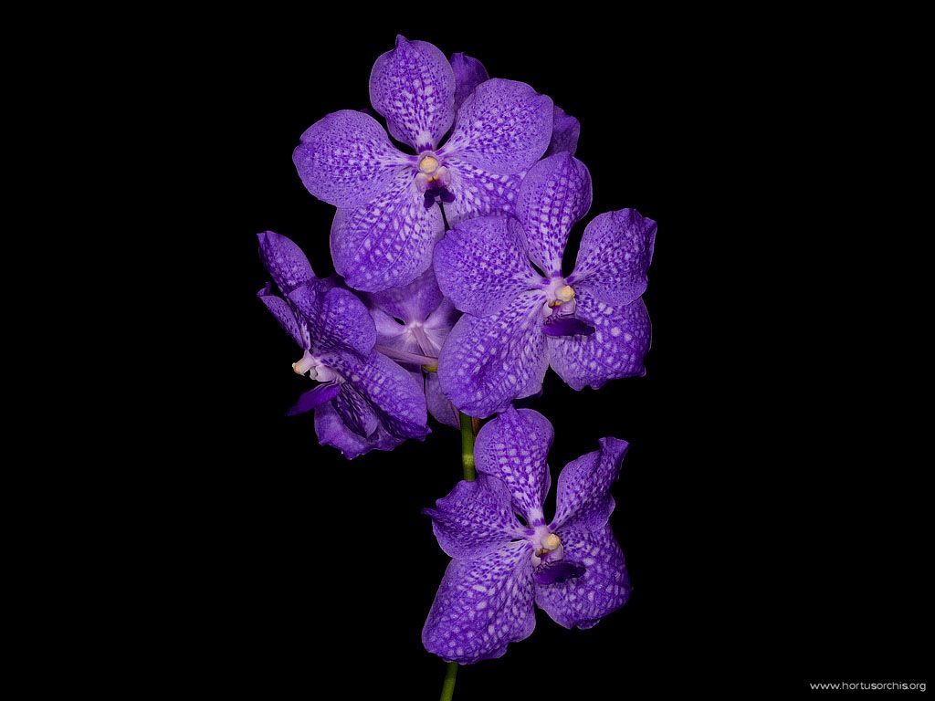 Vanda Theodora