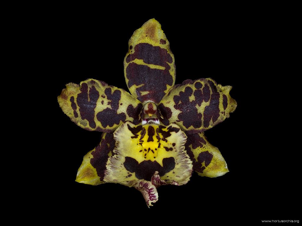 Zygopetalum Arlecchino