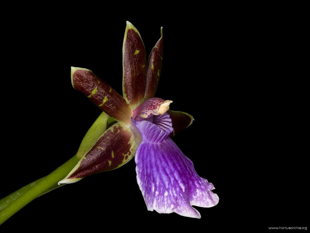 x51646p Zygopetalum Blu Lagoon 1024