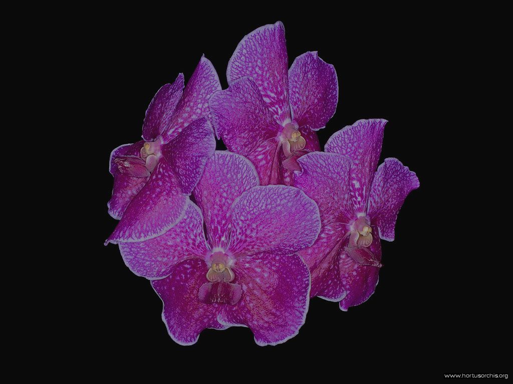 x51673p Vanda Roberts delight 1024