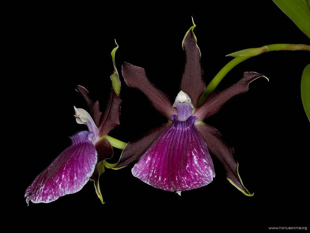 x52841p Zygopetalum Hong Kong 1024