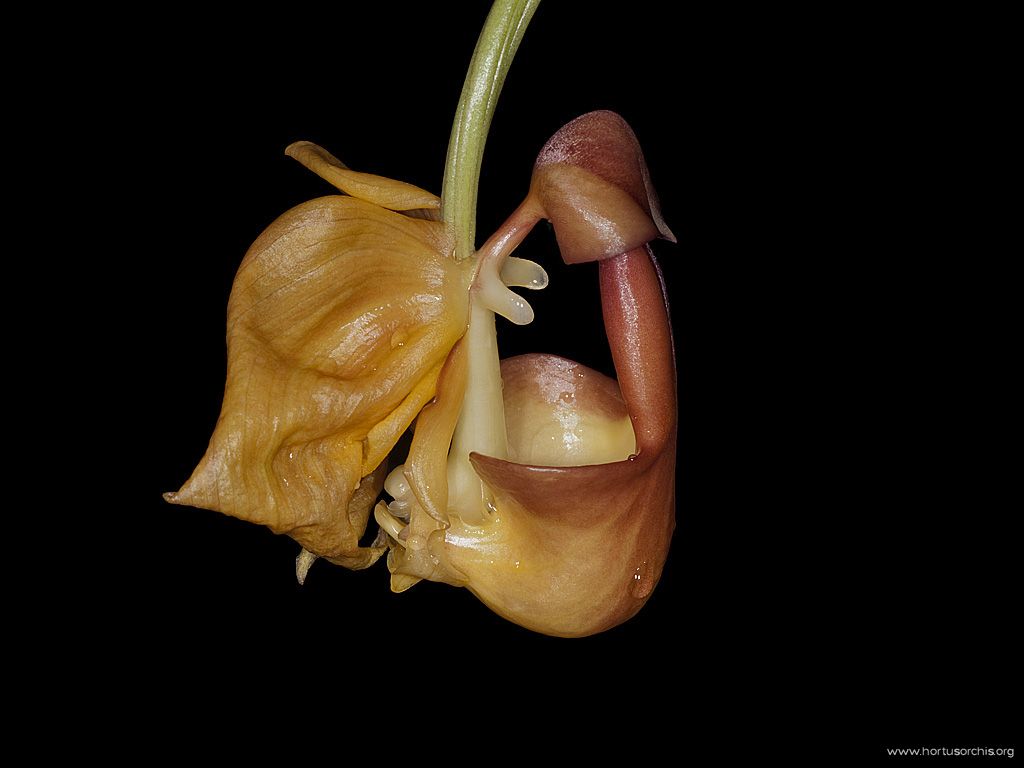 x55891p Coryanthes speciosa