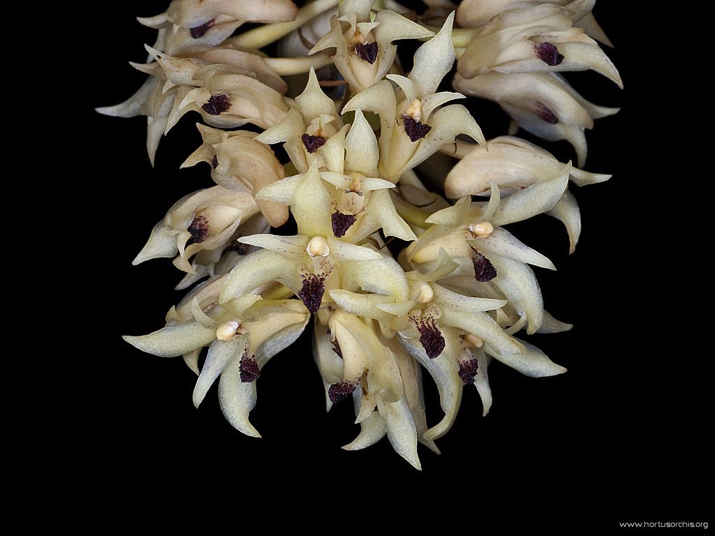 x56000p Xylobium leontoglossum