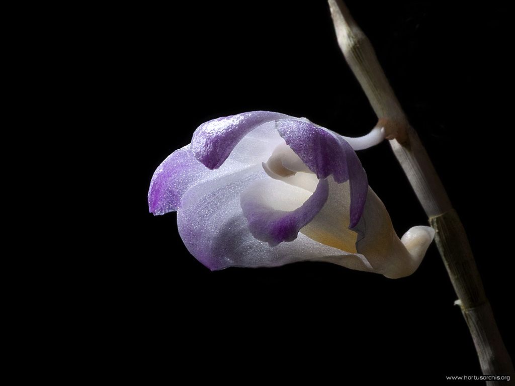 x56009p Dendrobium cumulatum